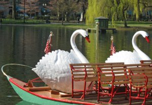 boston-swan-boats-10